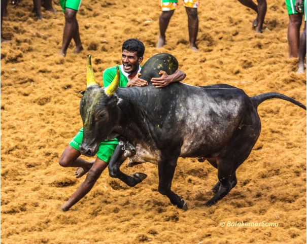 The Jallikattu Movement, Tamil Nadu, India- Case Study(Rajiv Gandhi Institute for Contemporary Studies -New Delhi)